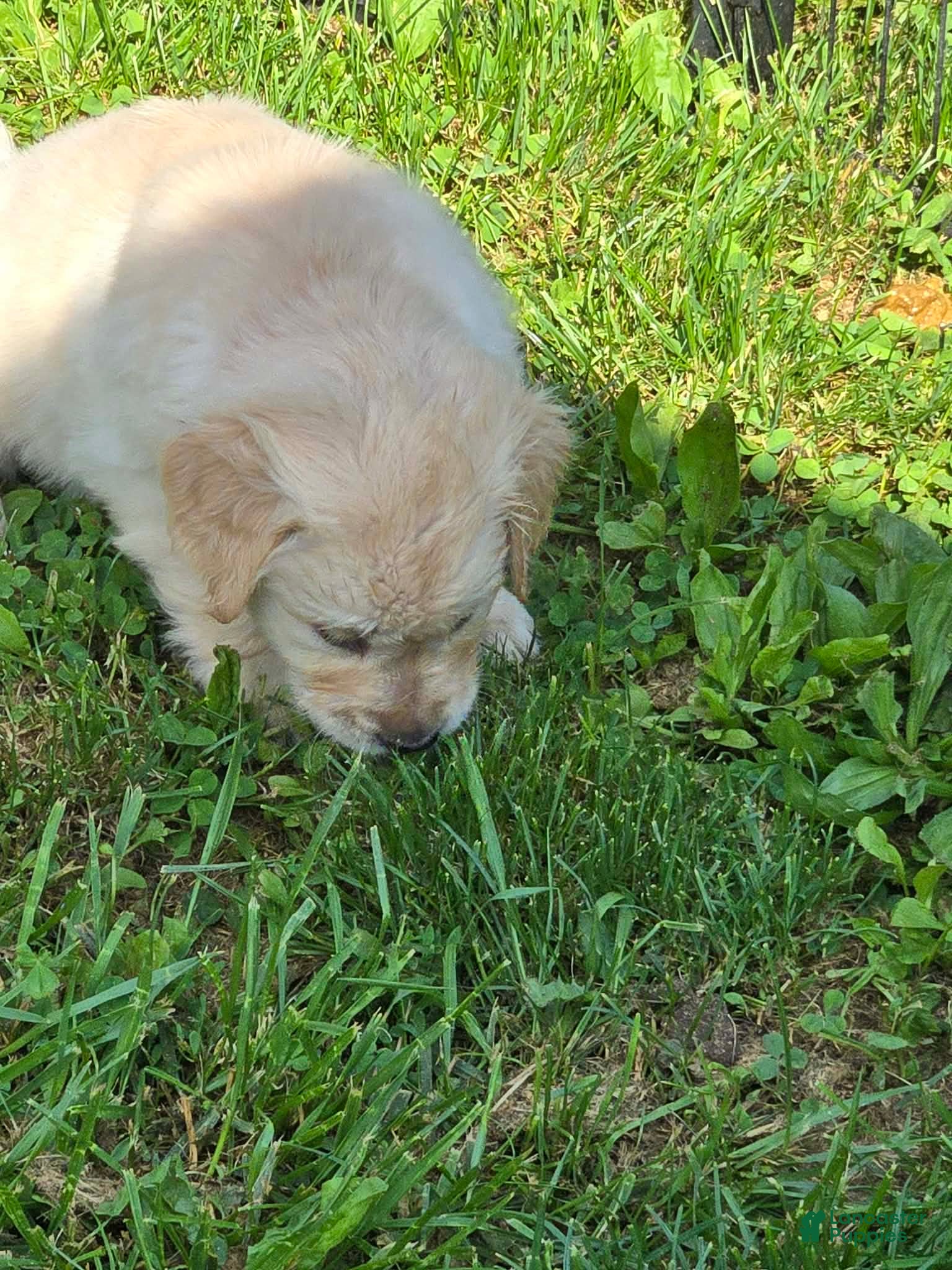 Golden Retriever dogs for sale: Golden Retriever Pink Collar - Ad 4