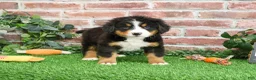 Bernese Mountain Dog dogs for sale: Snowflake  - Ad 10
