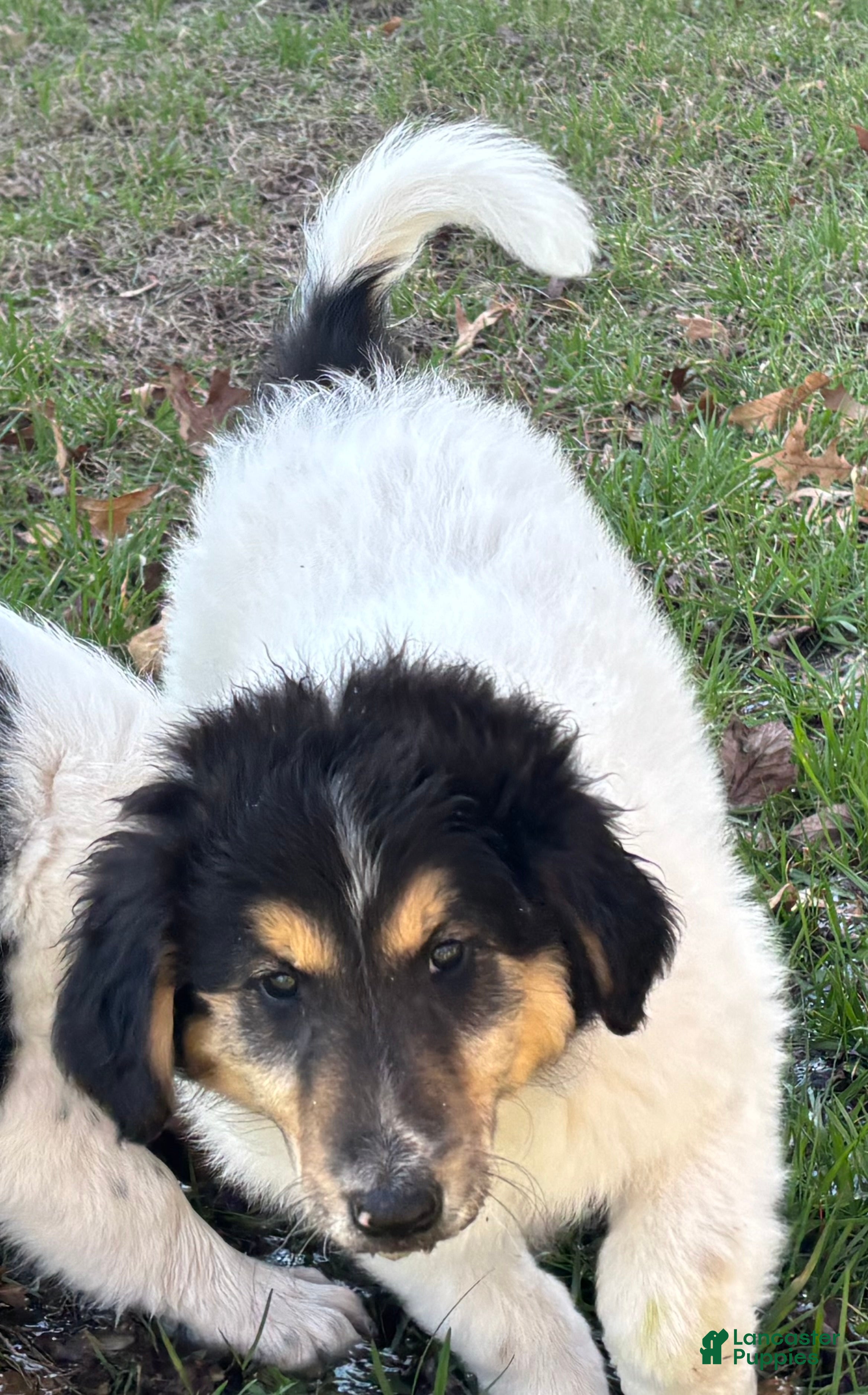 Scotch Collie dogs Scotch Collie Puppy 2 - Ad 2