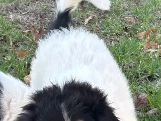 Scotch Collie dogs Scotch Collie Puppy 2 - Ad 1