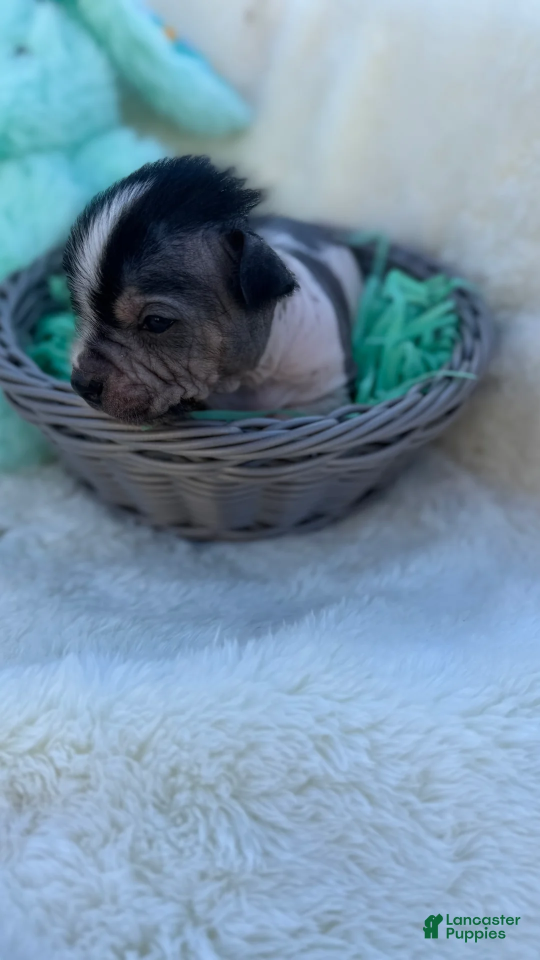 Mixed Breed dogs for sale: Mixed Breed Puppy 1 - Ad 2