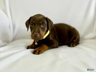 Doberman Pinscher dogs Val-NOT AMISH - Ad 2