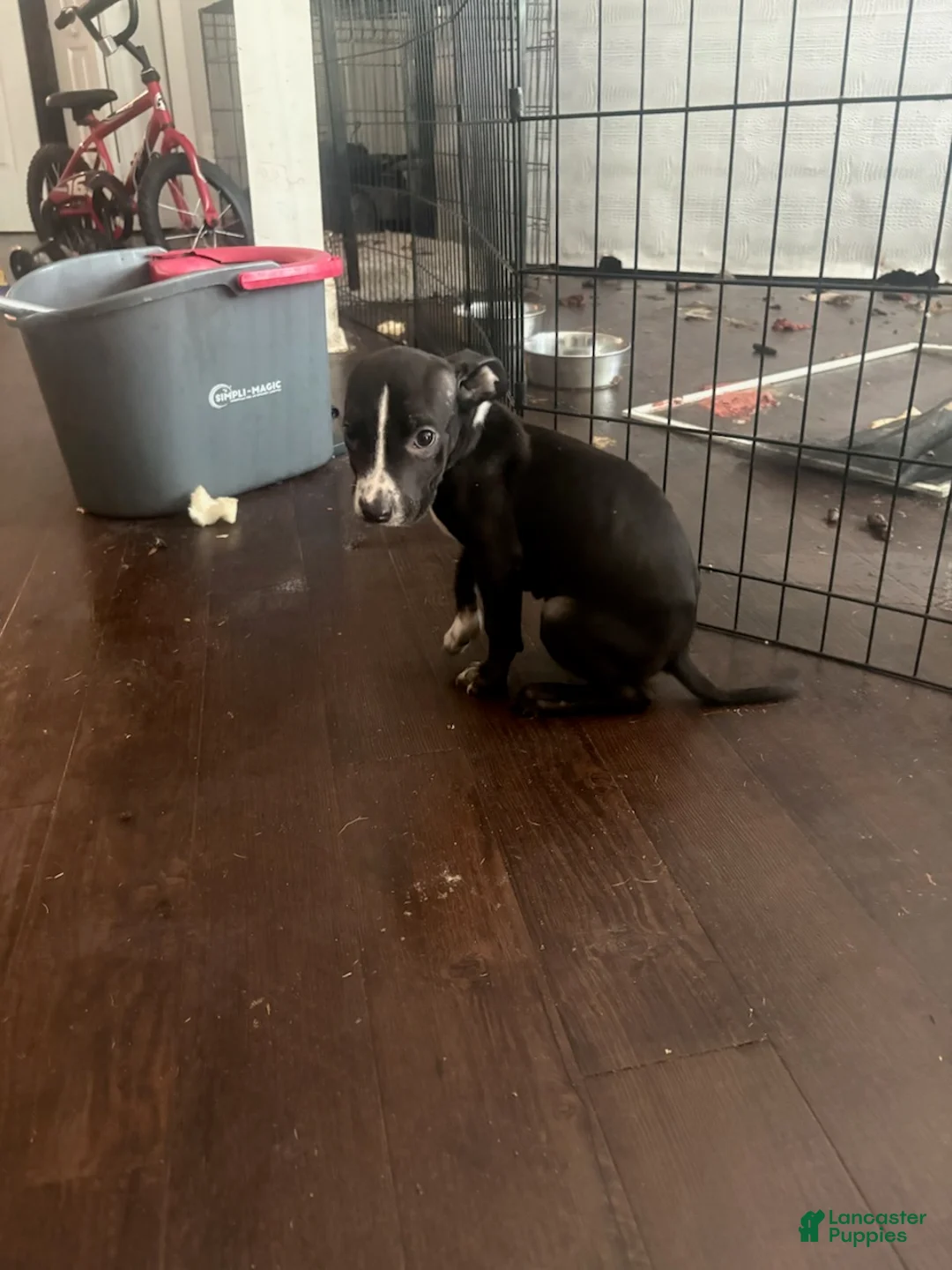 Mixed Breed dogs for sale: Girl 2 - Ad 3