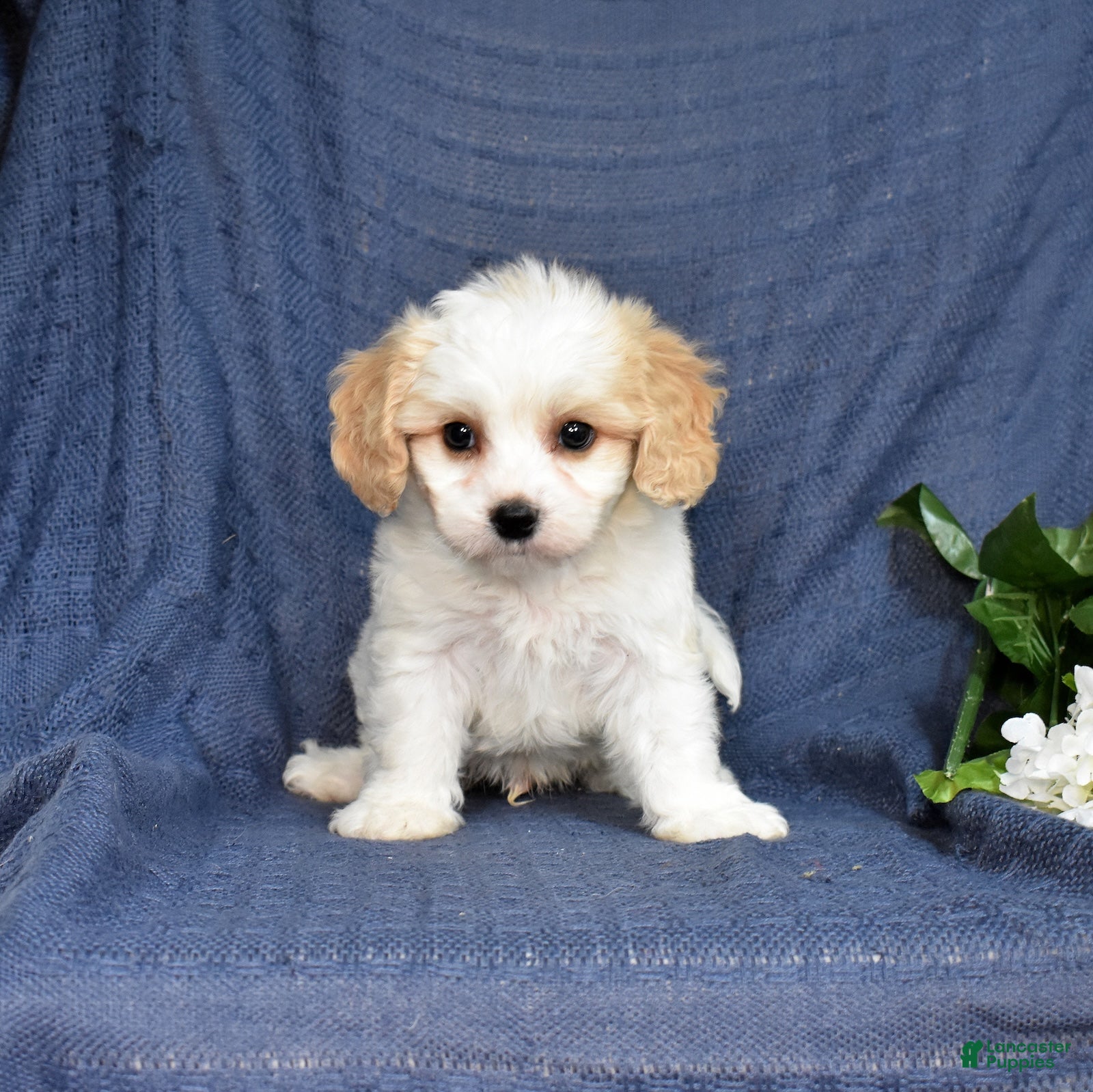 Cavachon dogs Sonny - Ad 2