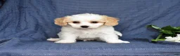 Cavachon dogs for sale: Sonny - Ad 2