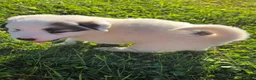 Great Pyrenees dogs for sale: John - Ad 7