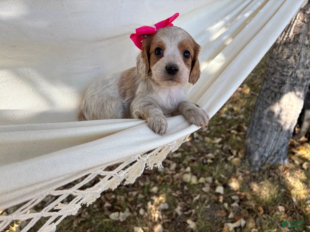 Cavapoo dogs for sale: Sandy - Ad 2