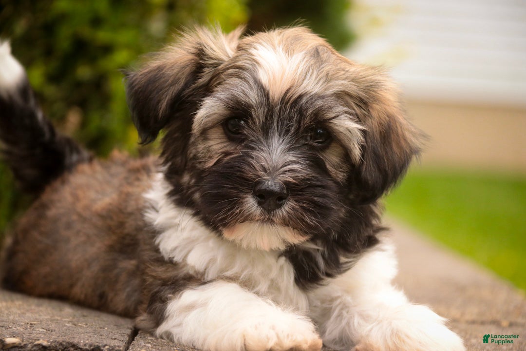 Havanese dogs Atlas Havanese  - Ad 2