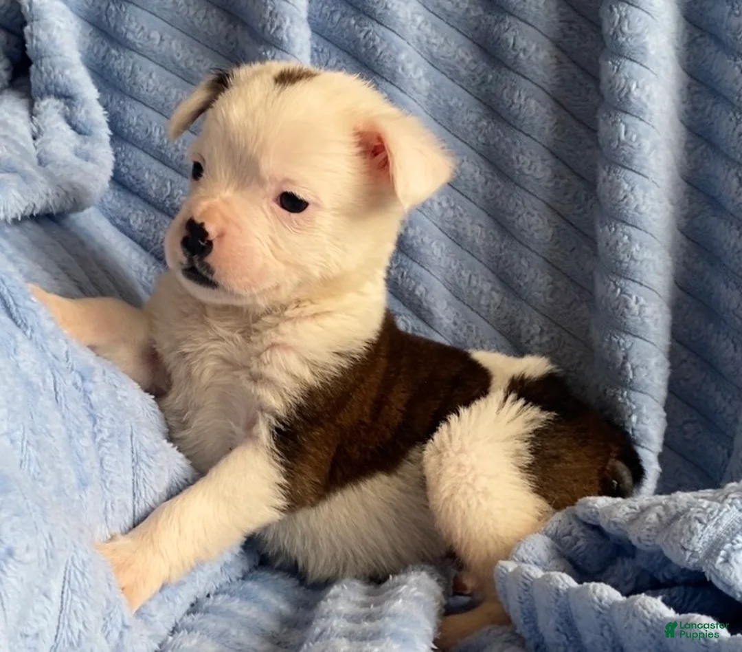 Mixed Breed dogs for sale: Lily - Ad 1