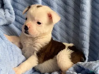 Mixed Breed dogs Lily - Ad 11