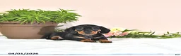 Miniature Dachshund dogs for sale: Princess - Ad 1