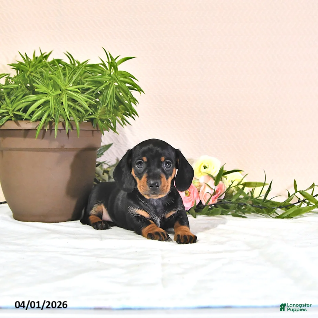 Miniature Dachshund dogs for sale: Princess - Ad 1