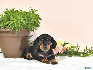 Miniature Dachshund dogs for sale: Princess - Ad 1