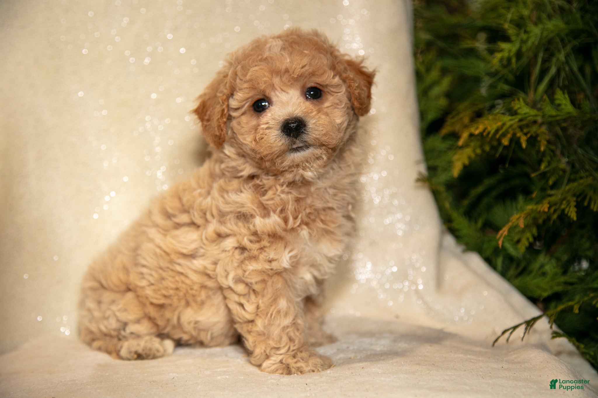 Bichpoo dogs Rory - Ad 14