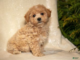 Bichpoo dogs Rory - Ad 31