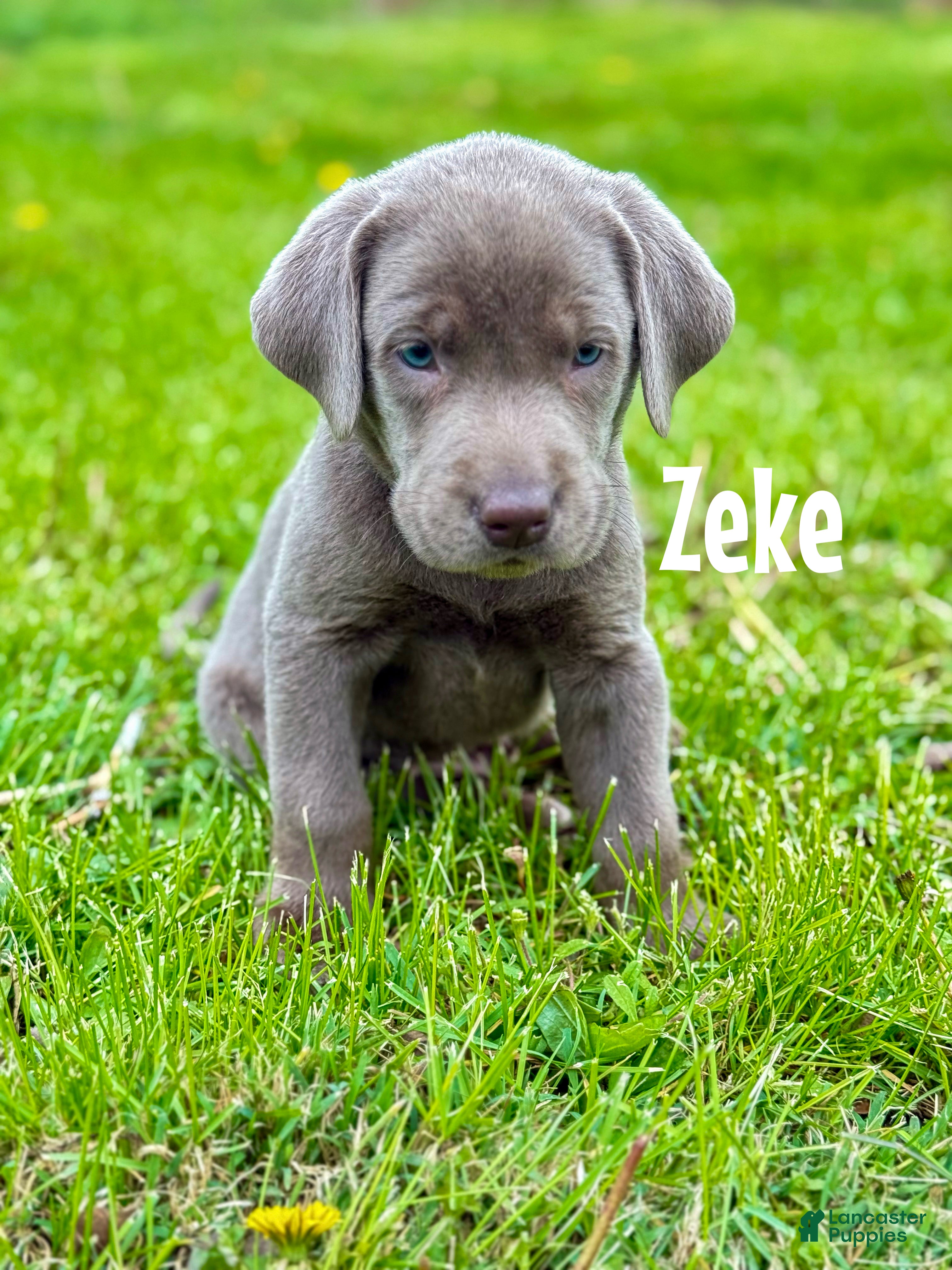 Labrador Retriever dogs Zeke - Ad 27
