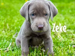 Labrador Retriever dogs Zeke - Ad 27