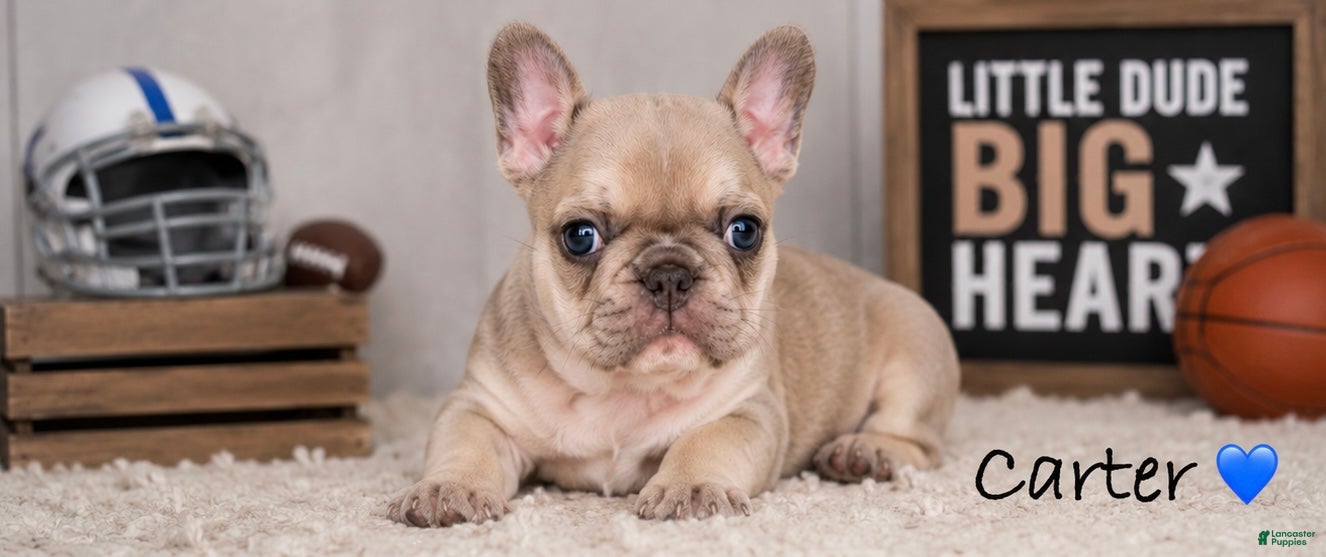 French Bulldog dogs for sale: French Bulldog Puppy 3 - Ad 1
