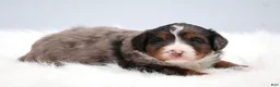 Mini Bernedoodle dogs for sale: Cherish  - Ad 8