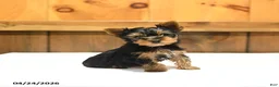 Yorkshire Terrier dogs for sale: Teacup Toby - Ad 1