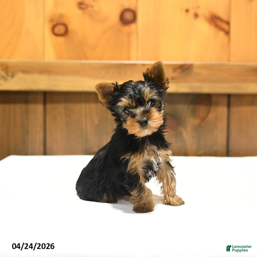 Yorkshire Terrier dogs for sale: Teacup Toby - Ad 1