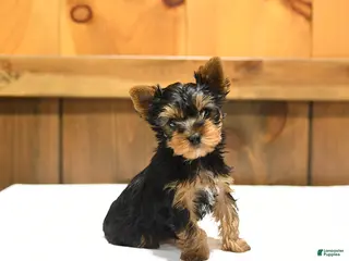 Yorkshire Terrier dogs for sale: Teacup Toby - Ad 1