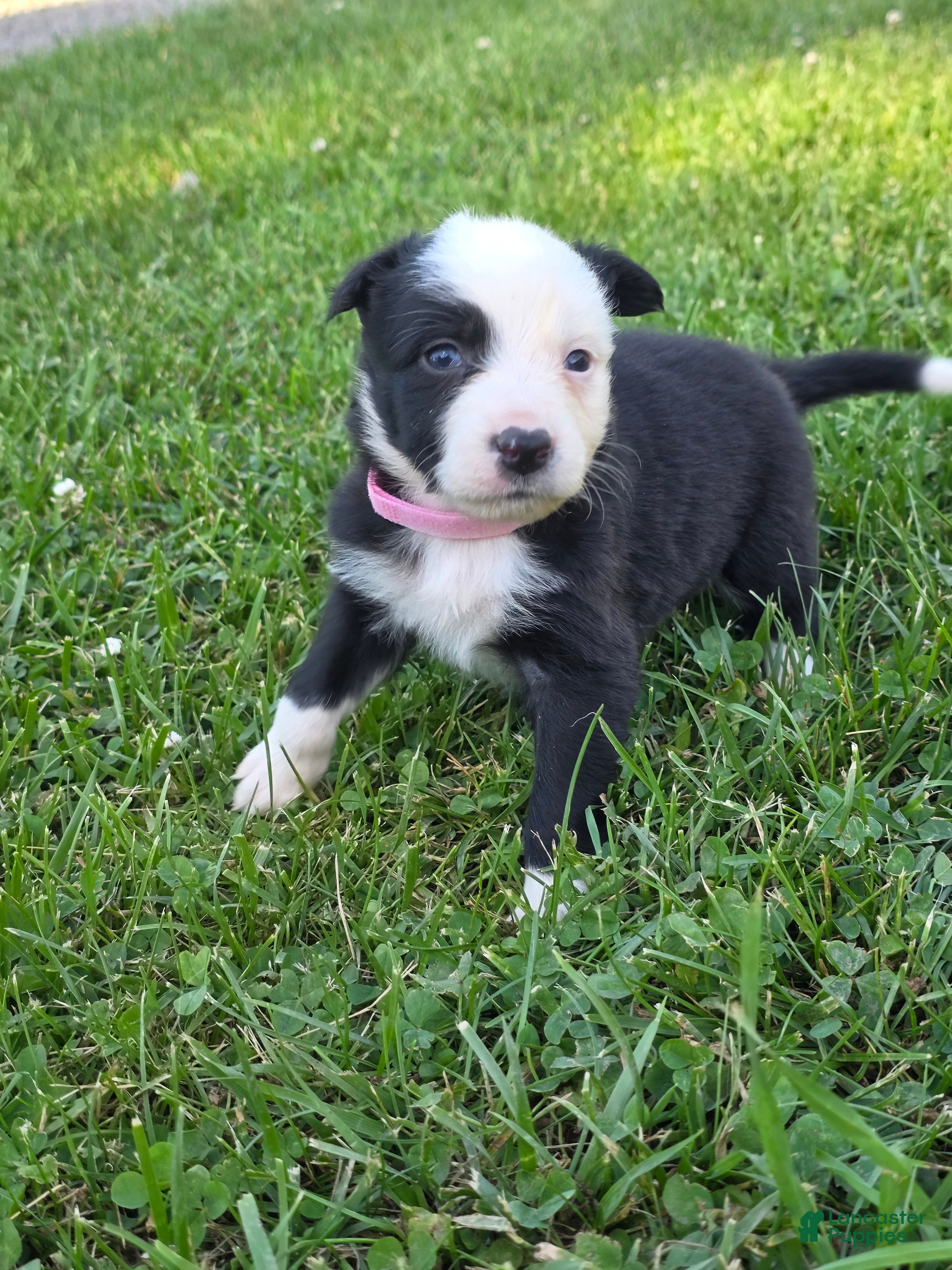 Border Collie dogs Gemma - Ad 14