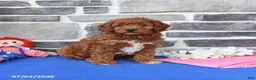Cavapoo dogs for sale: Rupert - Ad 5