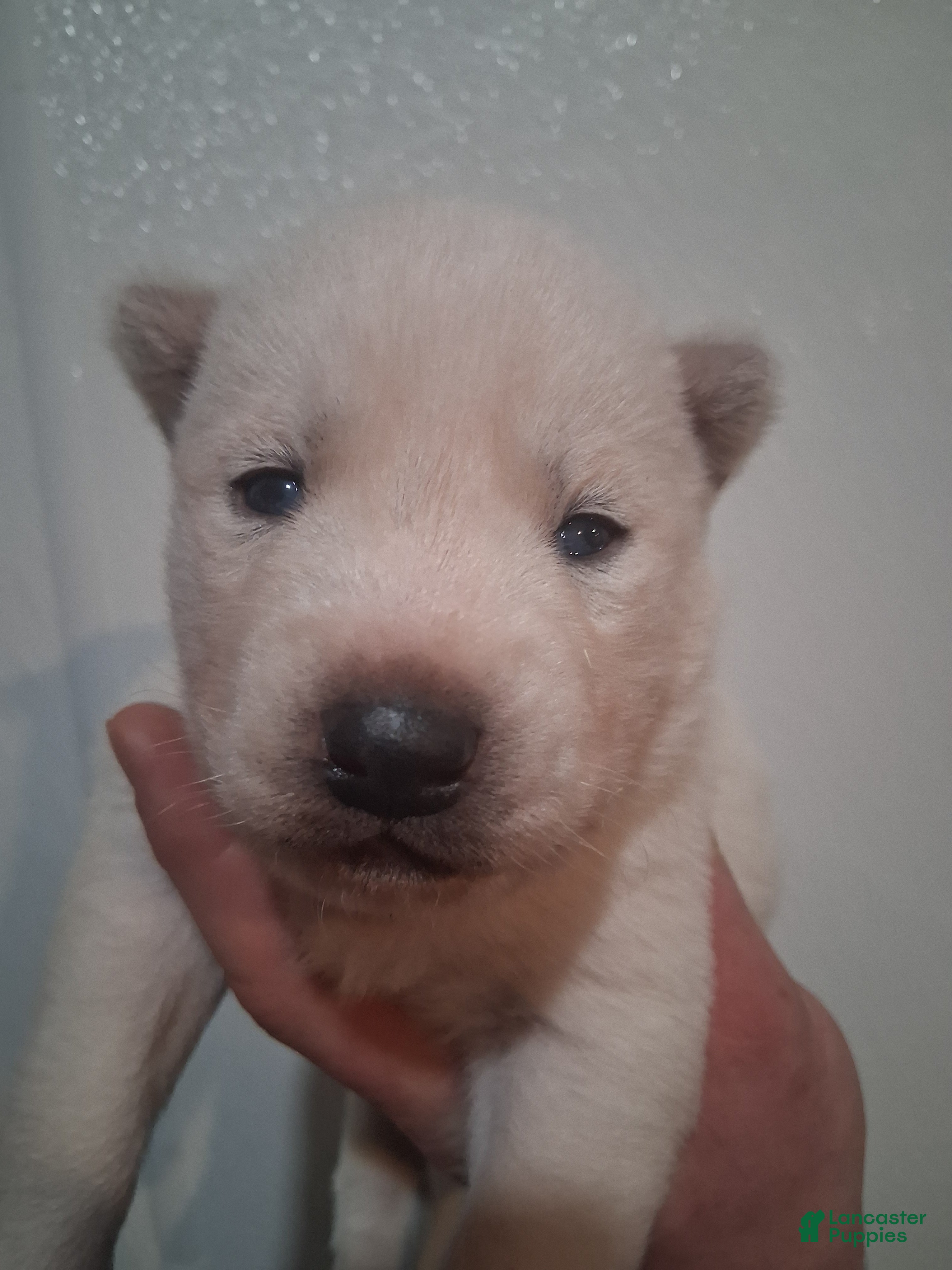 Siberian Husky dogs Frosty - Ad 40