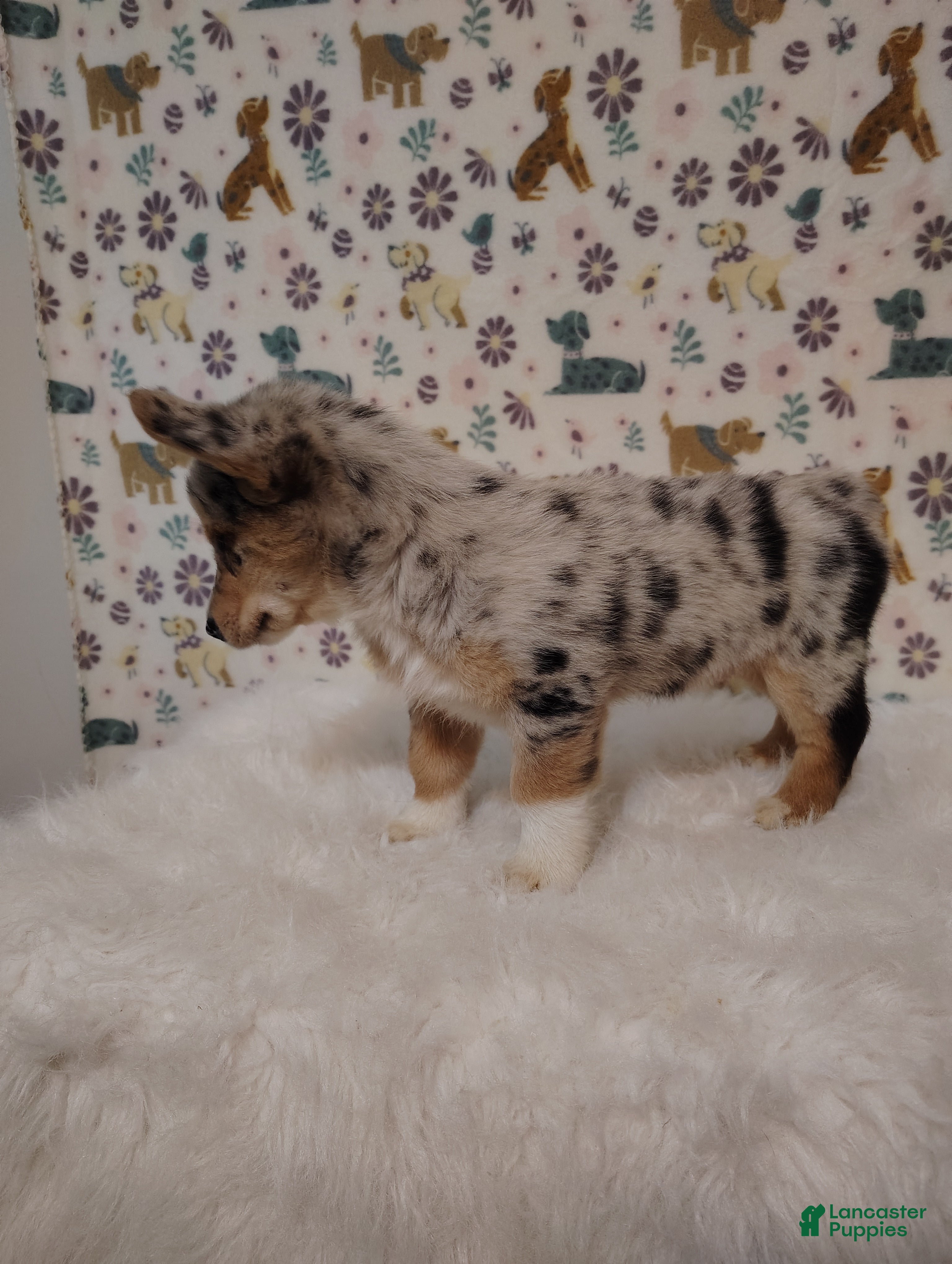 Mixed Breed dogs Sadie - Ad 2