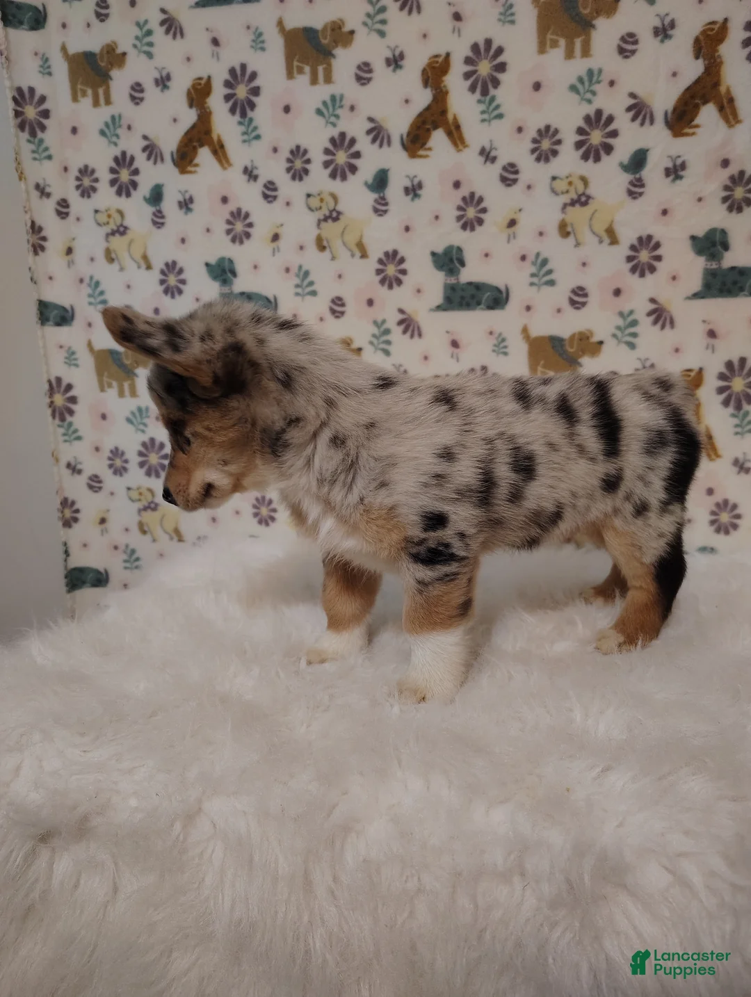 Mixed Breed dogs for sale: Sadie - Ad 2