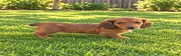 Miniature Dachshund dogs for sale: Betsy - Ad 7