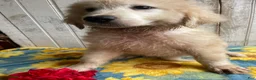 Great Pyrenees dogs for sale: Boomer - Ad 3