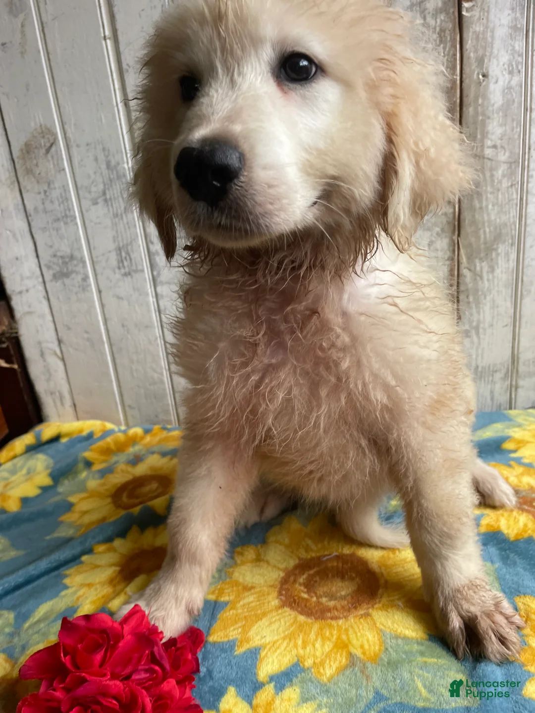 Great Pyrenees dogs for sale: Boomer - Ad 3