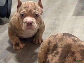 American Bully dogs Snow White ❄️ - Ad 19