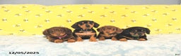 Miniature Dachshund dogs for sale: Prince   - Ad 12