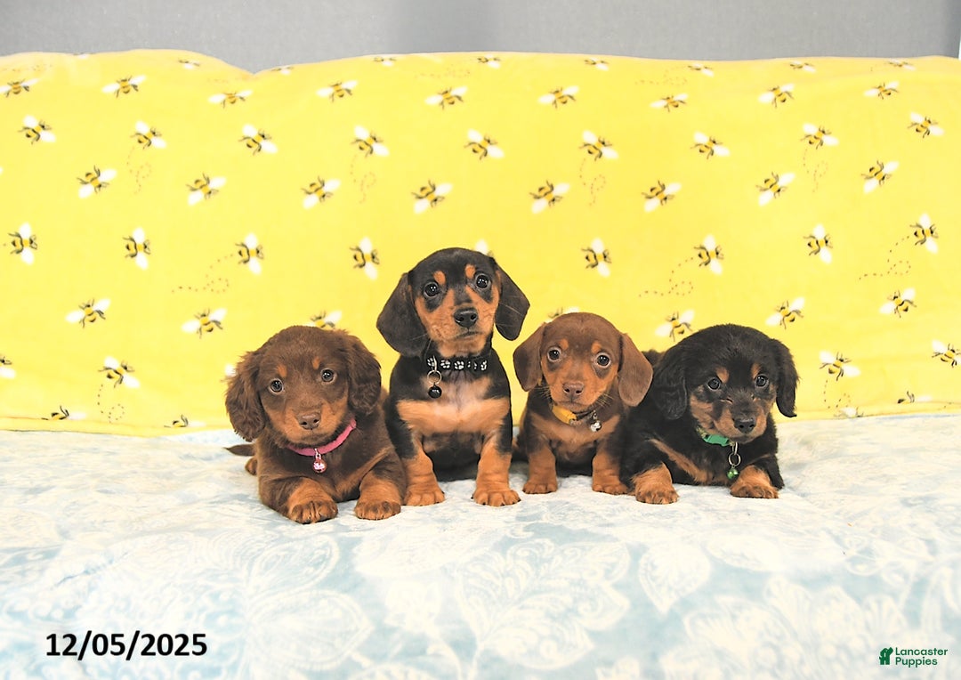 Miniature Dachshund dogs for sale: Prince   - Ad 12