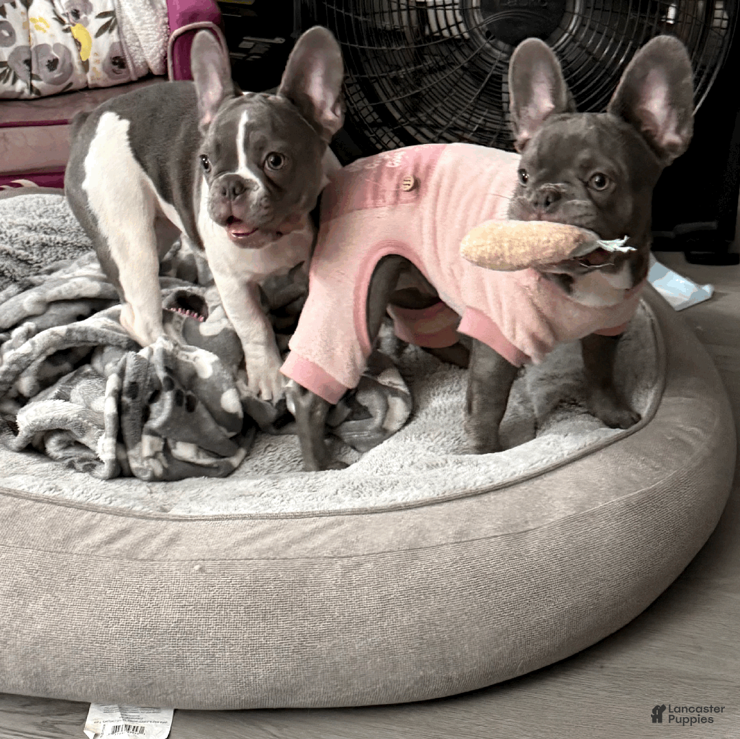 French Bulldog dogs for sale: PUA - Ad 4