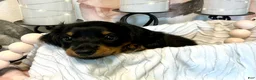 Miniature Dachshund dogs for sale: Jazzy - Tiny - Ad 7