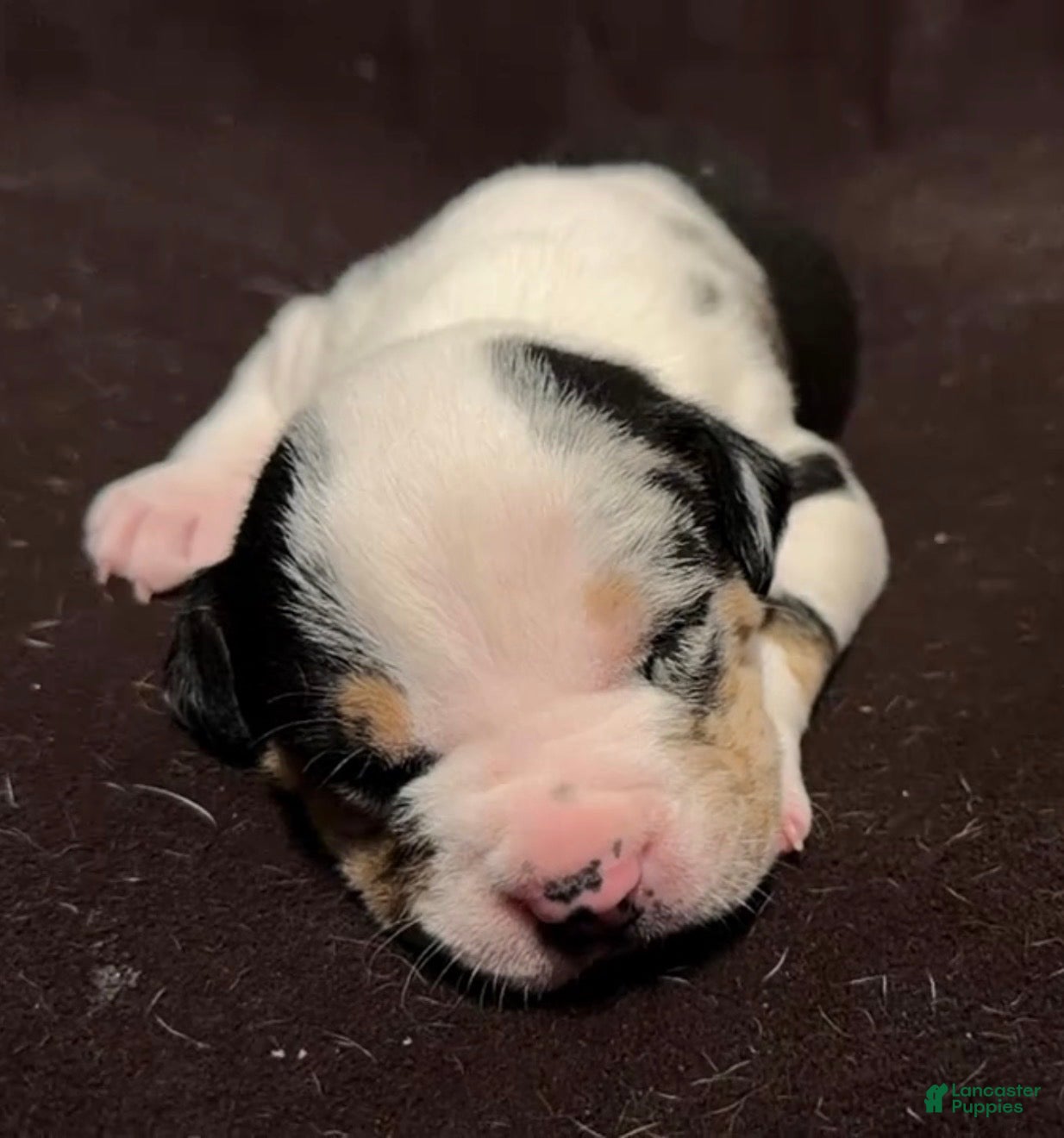 American Bully dogs American Bully 1 - Ad 2