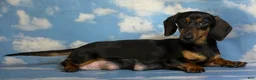 Miniature Dachshund dogs for sale: Jaxx-AKC Black & Tan LH-PRA Clear-DNA/OFA-Sire Prospect - Ad 6