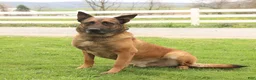 Mixed Breed dogs for sale: Tina Beth - Ad 7