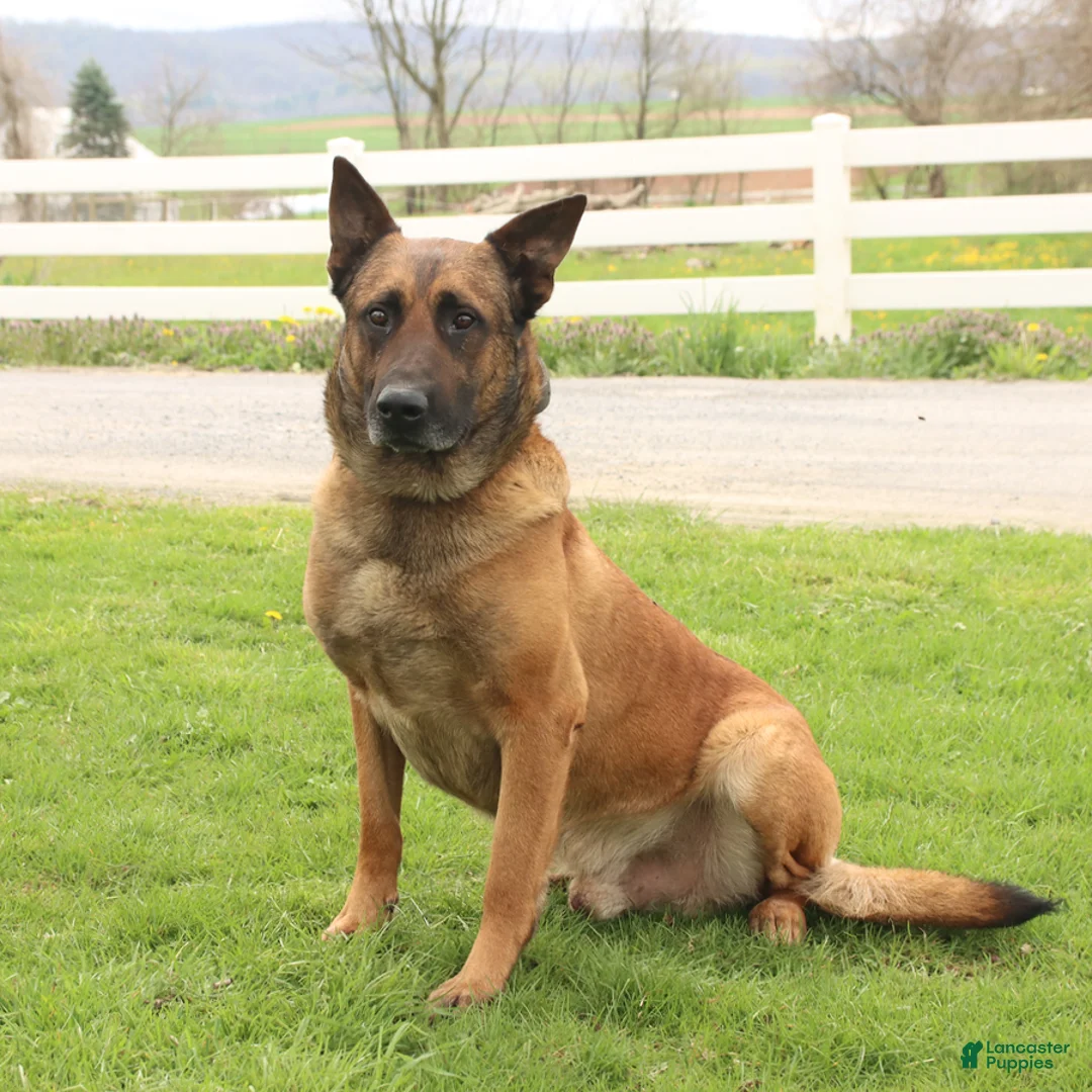 Mixed Breed dogs for sale: Tina Beth - Ad 7