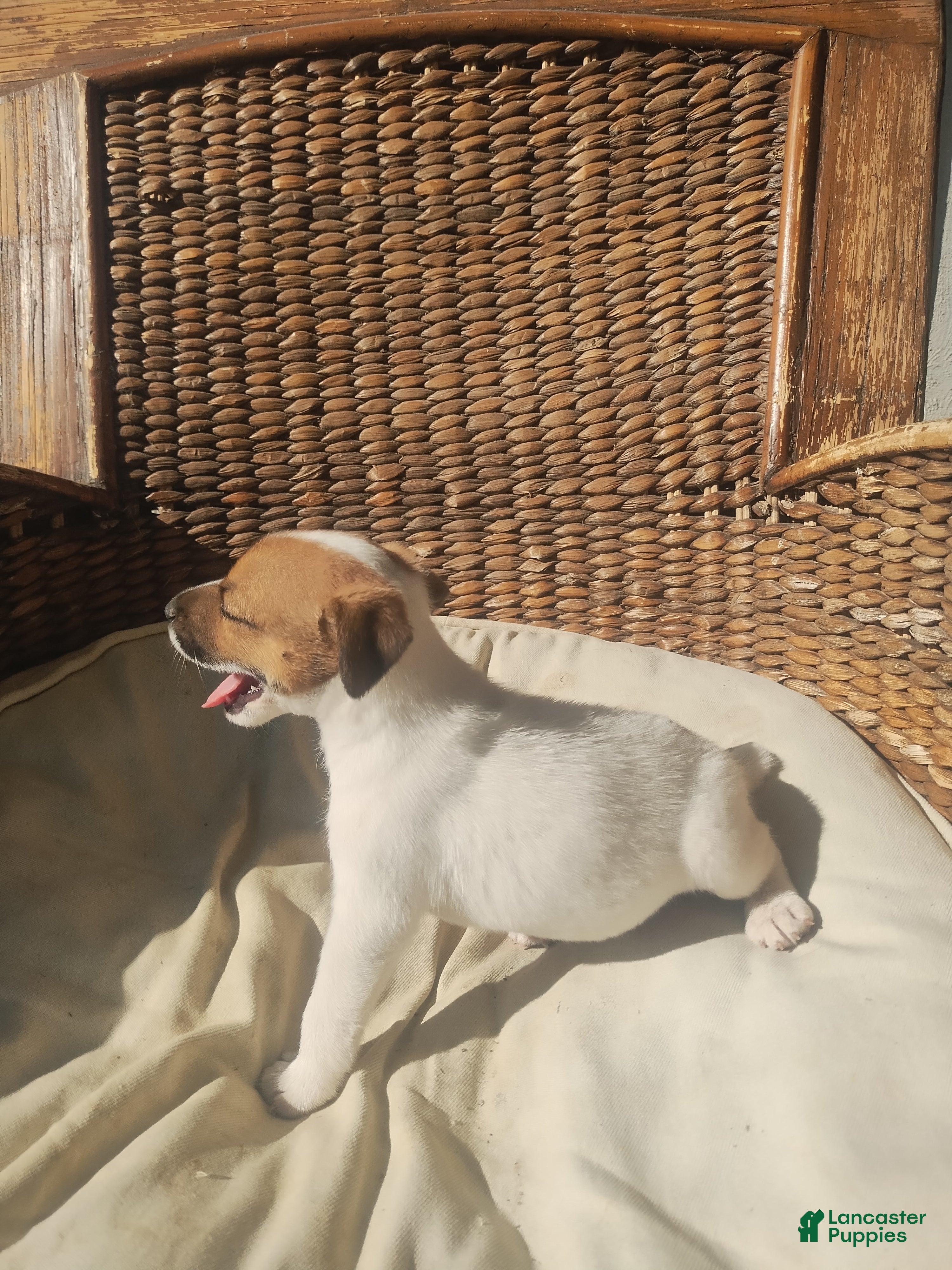 Jack Russell Terrier dogs Jack Russell Terrier 1 - Ad 2