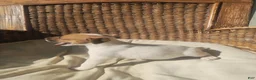 Jack Russell Terrier dogs for sale: Jack Russell Terrier 1 - Ad 2