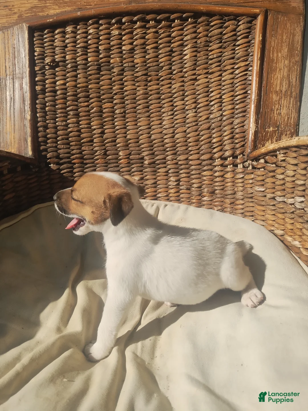Jack Russell Terrier dogs for sale: Jack Russell Terrier 1 - Ad 2