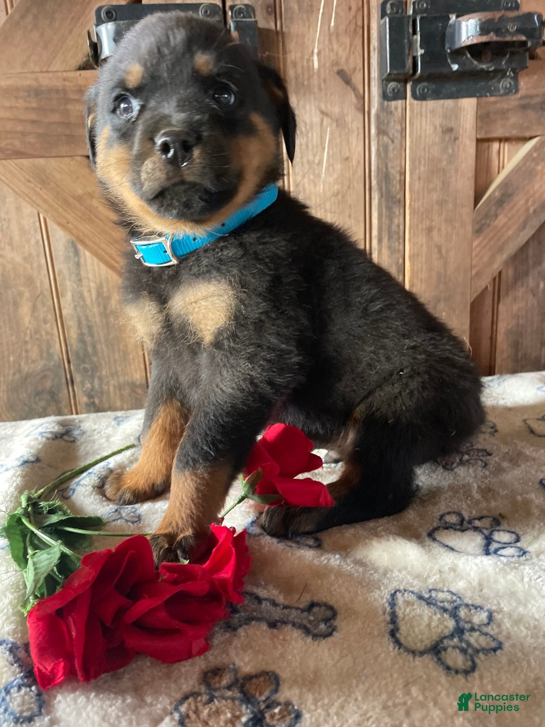 Rottweiler dogs for sale: Fritz - Ad 2