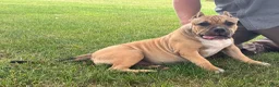 American Bully dogs for sale: Flora - Ad 3