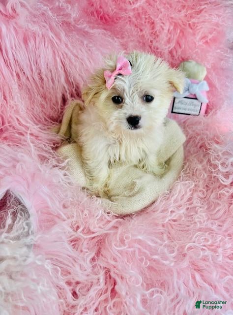 Mixed Breed dogs Mixed Breed Puppy 1 - Ad 15