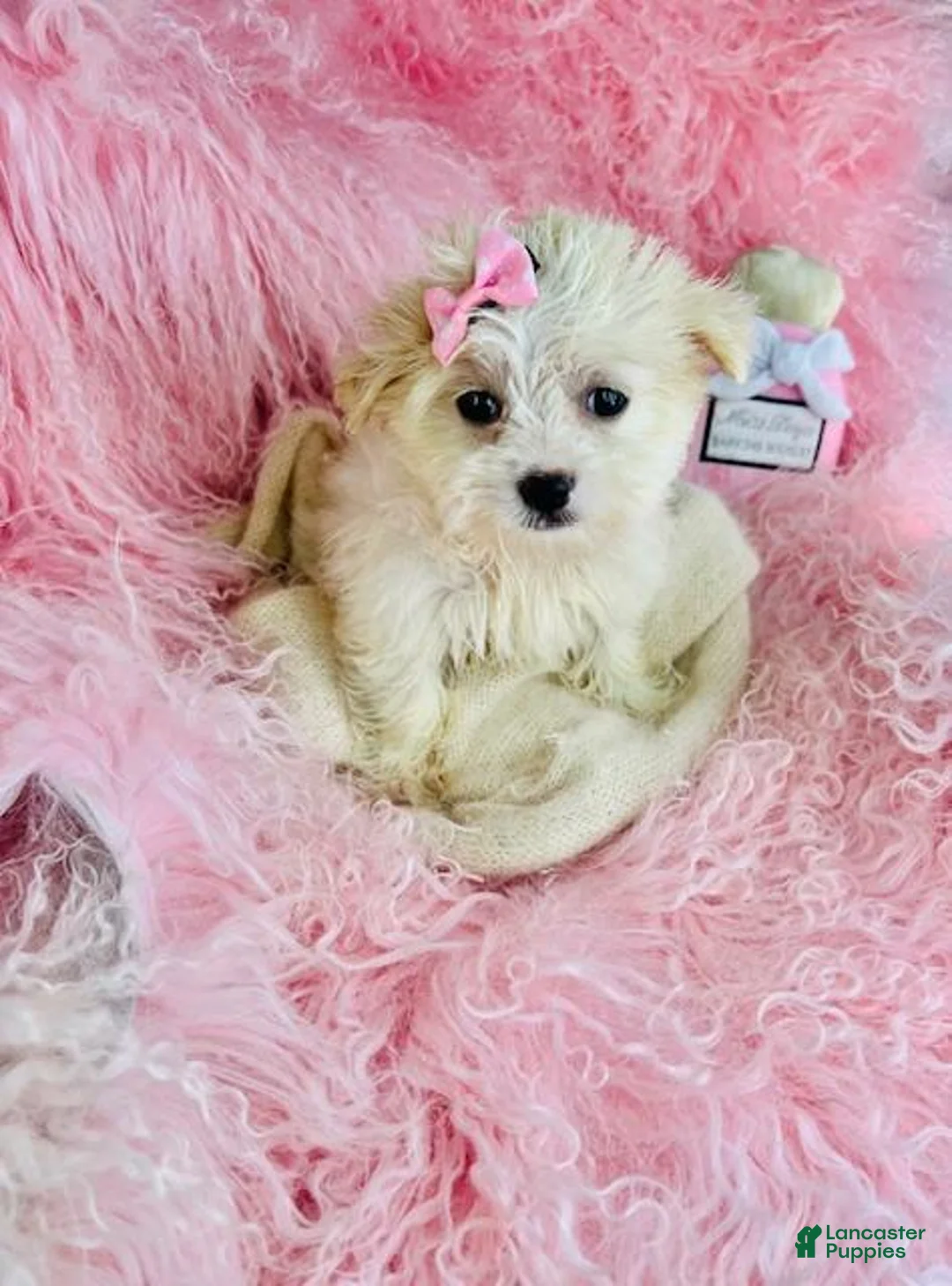 Mixed Breed dogs for sale: Mixed Breed Puppy 1 - Ad 1
